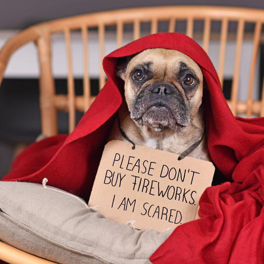 How to Help Your Dog Stay Calm During Firework