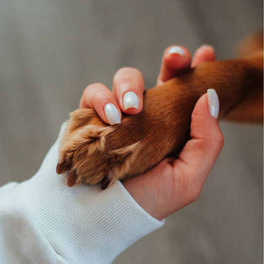 Your Built-In Stress Buster: How Dogs Help Melt the Worry Away!