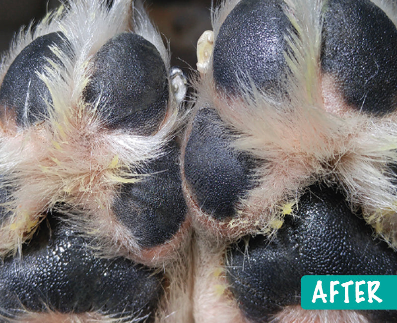 1. pawtection-after