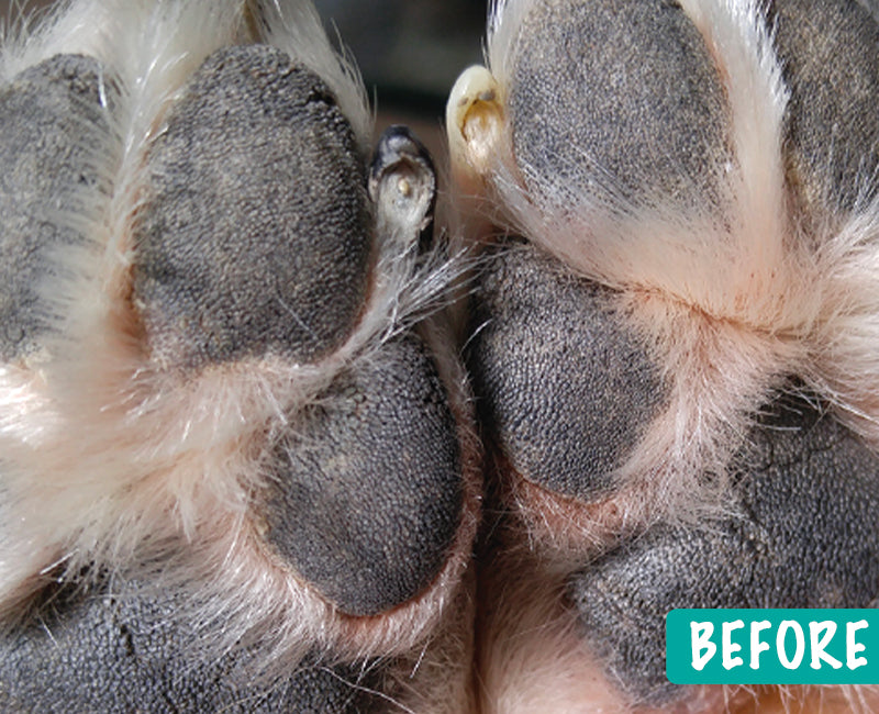 1. pawtection-before