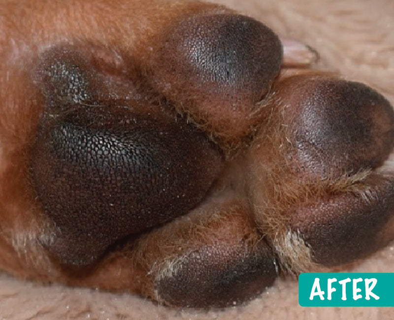 2. pawtection-after