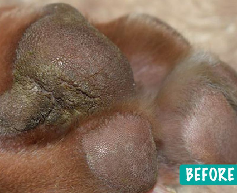 2. pawtection-before