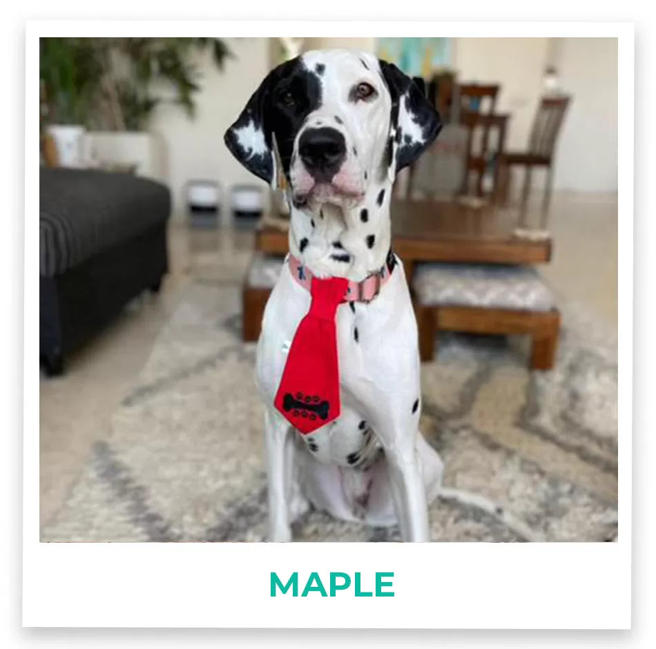 MAPLE