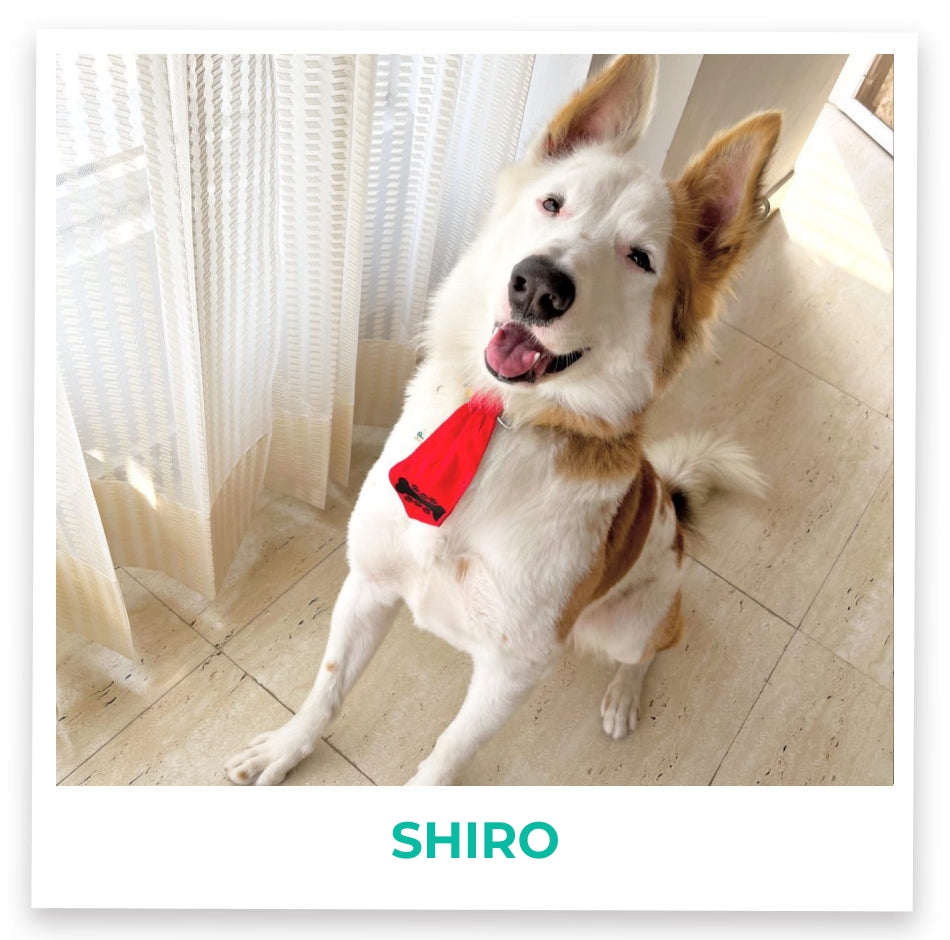 Shiro