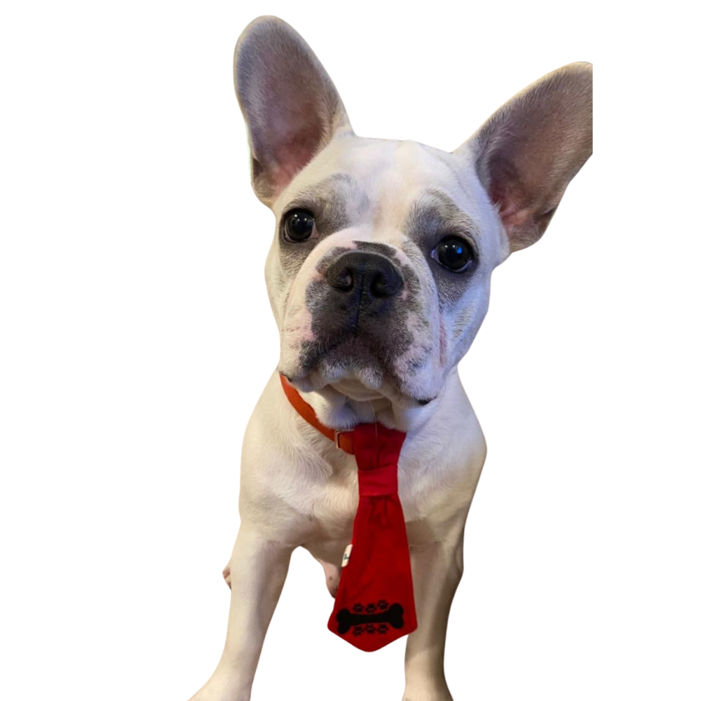 Bone & Paw Classic Red Necktie