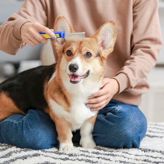 The Great Spring Shed-Off: How to Help Your Dog Stay Comfy (and Your House Less Furry)