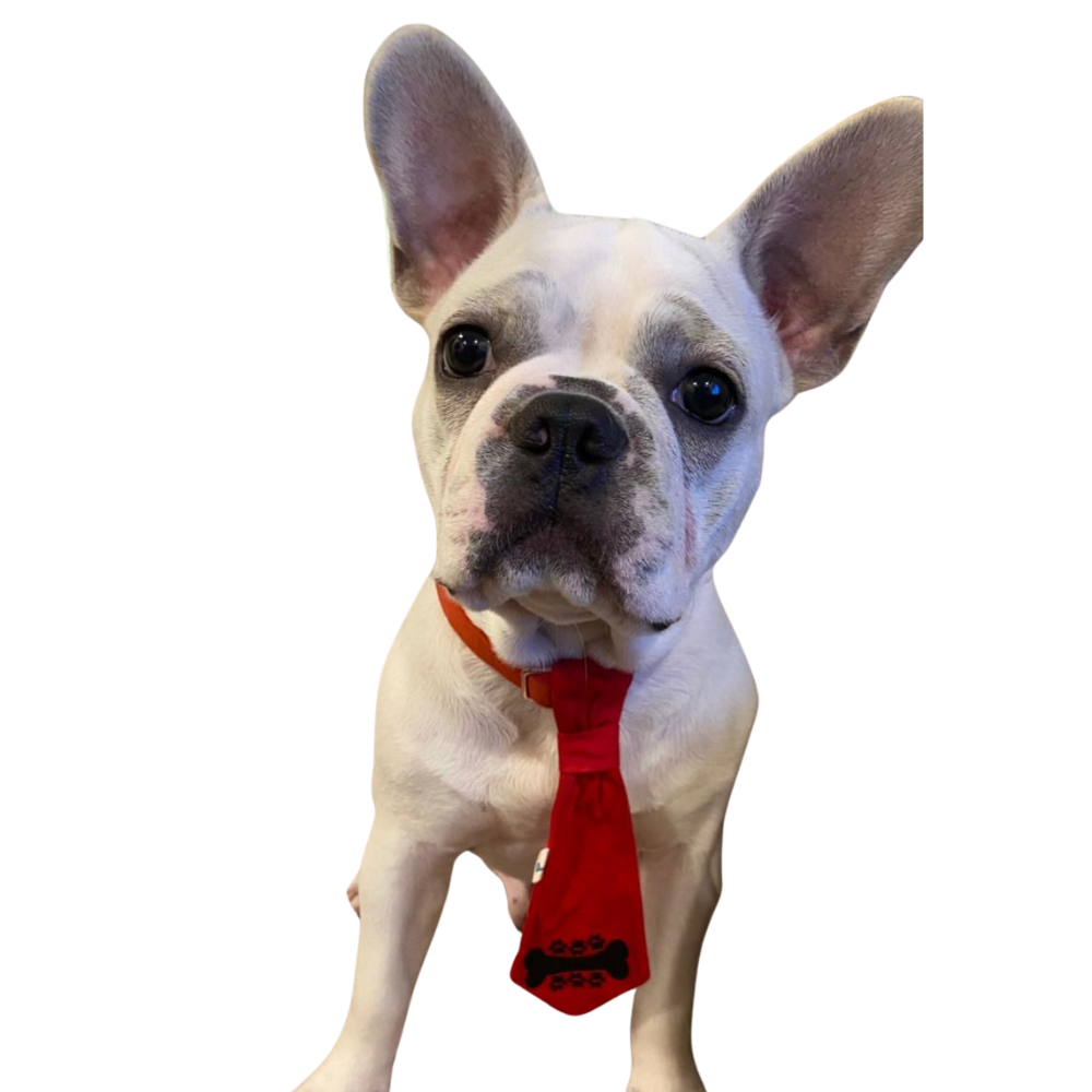 Bone &#038; Paw Classic Red Necktie